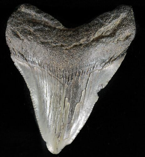 Serrated, Juvenile Megalodon Tooth - Georgia #59218